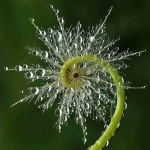 Meet your Posher, Lou